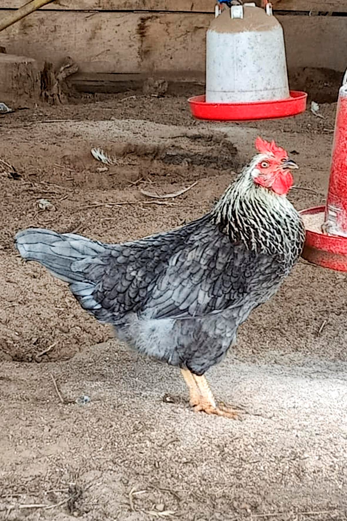 WhatsApp Image 2025-04-03 at 7.35.08 PM (1) copia.jpg